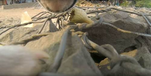 Dogilike.com :: ԹµԴ GoPro ٪ԵҨèѴ 1 ѹͧúҧ! (դԻ)
