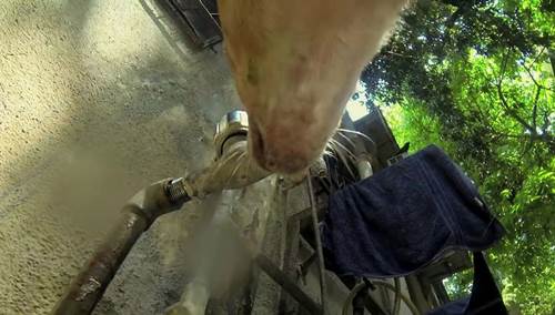 Dogilike.com :: ԹµԴ GoPro ٪ԵҨèѴ 1 ѹͧúҧ! (դԻ)