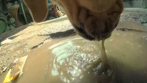 Dogilike.com :: ԹµԴ GoPro ٪ԵҨèѴ 1 ѹͧúҧ! (դԻ)
