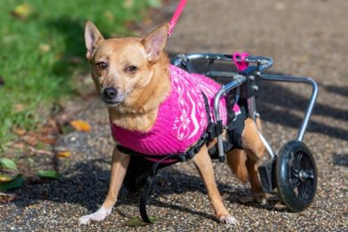 Dogilike.com :: ·! ˭ԧǤعѢоԡ 27 Ƿõͧ