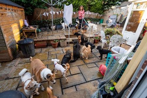 Dogilike.com :: ·! ˭ԧǤعѢоԡ 27 Ƿõͧ