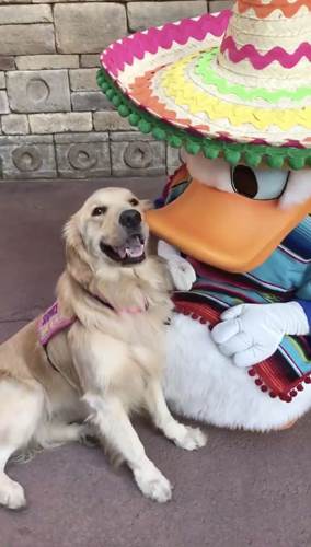 Dogilike.com :: Թش! ٺ͡ٹô ⴹŴ  ͹ء˹(Ի)
