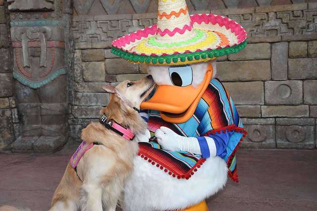 Dogilike.com :: Թش! ٺ͡ٹô ⴹŴ  ͹ء˹(Ի)