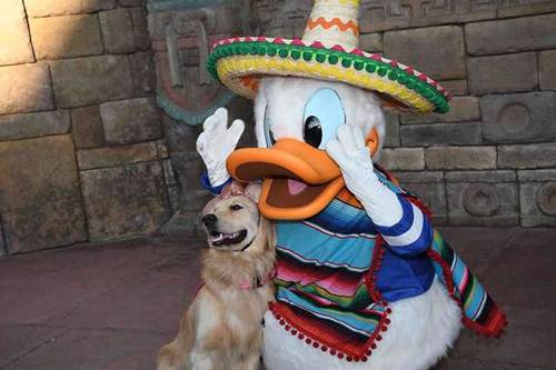 Dogilike.com :: Թش! ٺ͡ٹô ⴹŴ  ͹ء˹(Ի)