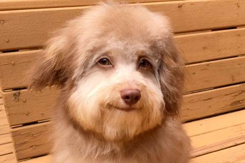 Dogilike.com :: ٺǹ觴ѧ价š  ͡ ˹͹!
