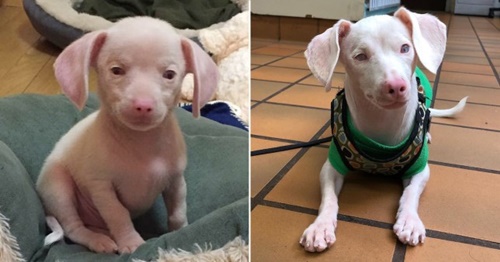 Dogilike.com :: ѡ  Piglet ͧҼҧçѹѺ 价š !