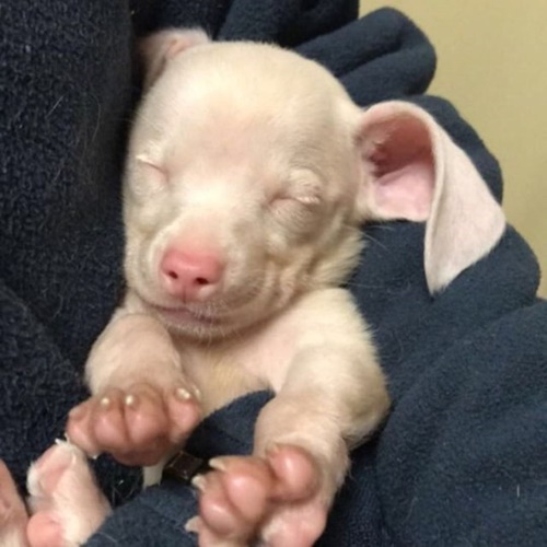 Dogilike.com :: ѡ  Piglet ͧҼҧçѹѺ 价š !
