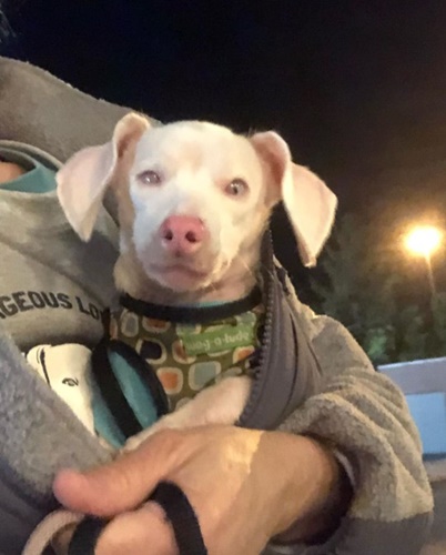 Dogilike.com :: ѡ  Piglet ͧҼҧçѹѺ 价š !