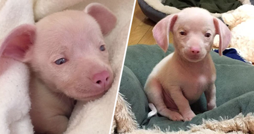 Dogilike.com :: ѡ  Piglet ͧҼҧçѹѺ 价š !
