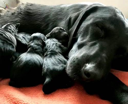 Dogilike.com :: ! ҺҴʹ١ 13  Ҵ͡˭شѧ