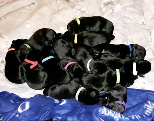 Dogilike.com :: ! ҺҴʹ١ 13  Ҵ͡˭شѧ