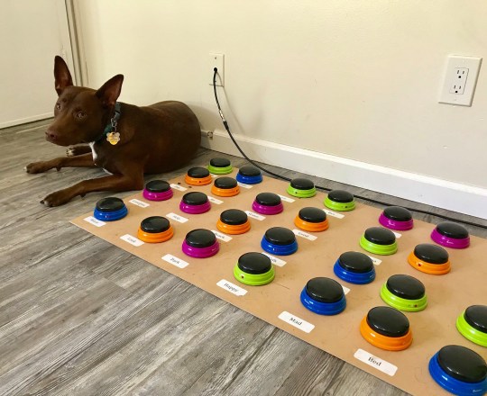 Dogilike.com :: ǽ֡ٺ顴觷ͧ Ѿ͡Ẻ!
