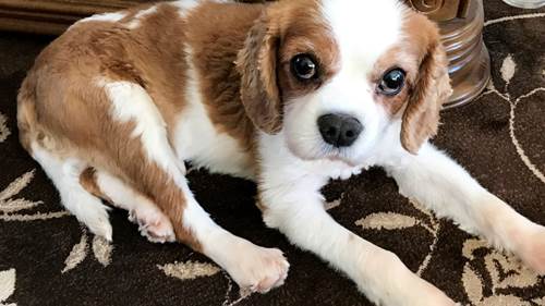 Dogilike.com :: ตูบตัวนี้หัวใจหยุดเต้นไป 10 นาที คุณหมอช่วยสุดตัวจนฟื้น !