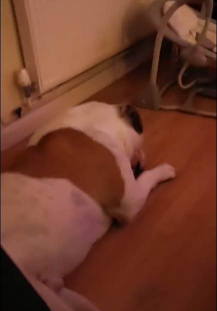 Dogilike.com :: ˹ԤҡǾ Ŵѭ§ Ըչ!