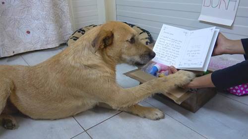 Dogilike.com :: ѡش! ͺ觨ҵٺѺ§