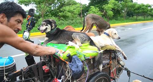 Dogilike.com :: Ѻ! ö价硫 纻ªµʹҧ 