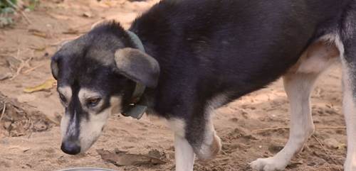 Dogilike.com :: Ѻ! ö价硫 纻ªµʹҧ 