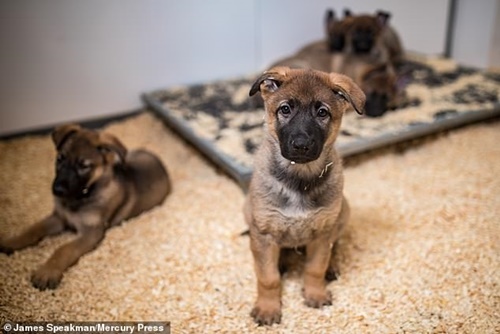 Dogilike.com :: ѡ! ѧ١ 9 Ƿж١֡عѢǨ