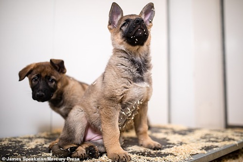 Dogilike.com :: ѡ! ѧ١ 9 Ƿж١֡عѢǨ