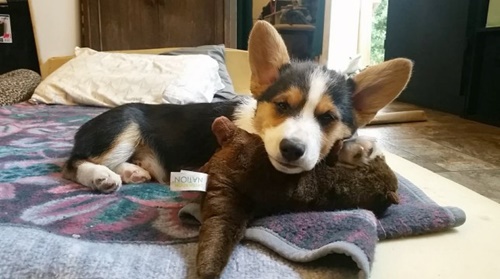Dogilike.com :: ǻᴧ᷺Ѻ Ѻͧѭ觧ҹ١عѢ!