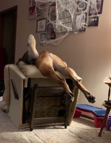 Dogilike.com :: ʹǶ! Իٺҡ 觵شẺ
