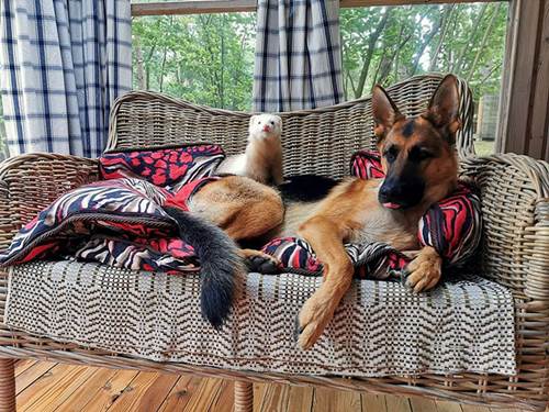 Dogilike.com :: ҧѹ! ͹ͧ÷͹ ѡ˹