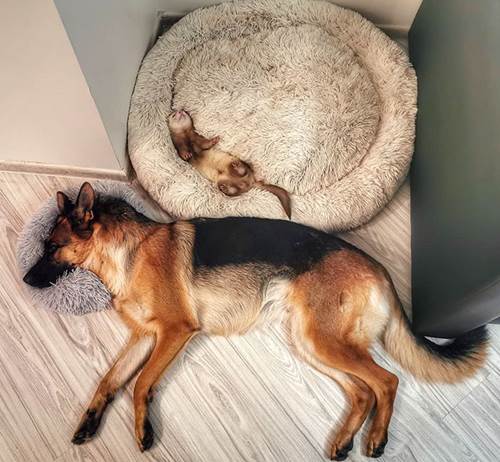 Dogilike.com :: ҧѹ! ͹ͧ÷͹ ѡ˹