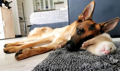 Dogilike.com :: ҧѹ! ͹ͧ÷͹ ѡ˹
