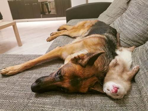 Dogilike.com :: ҧѹ! ͹ͧ÷͹ ѡ˹