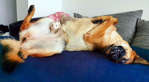 Dogilike.com :: ҧѹ! ͹ͧ÷͹ ѡ˹