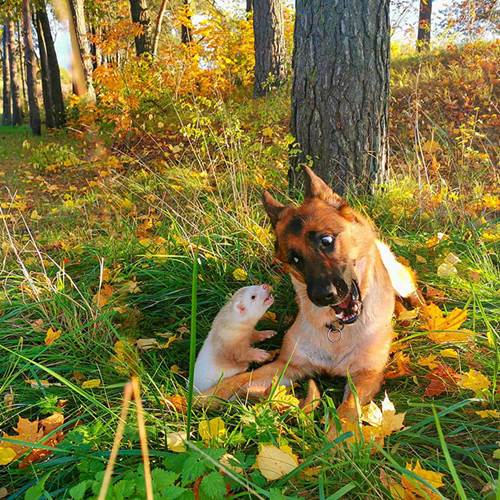Dogilike.com :: ҧѹ! ͹ͧ÷͹ ѡ˹