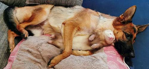Dogilike.com :: ҧѹ! ͹ͧ÷͹ ѡ˹