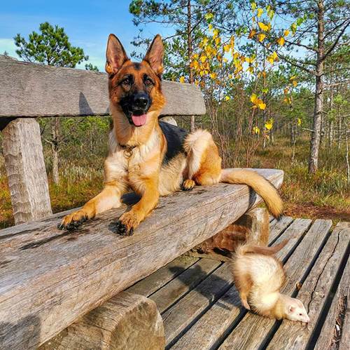 Dogilike.com :: ҧѹ! ͹ͧ÷͹ ѡ˹