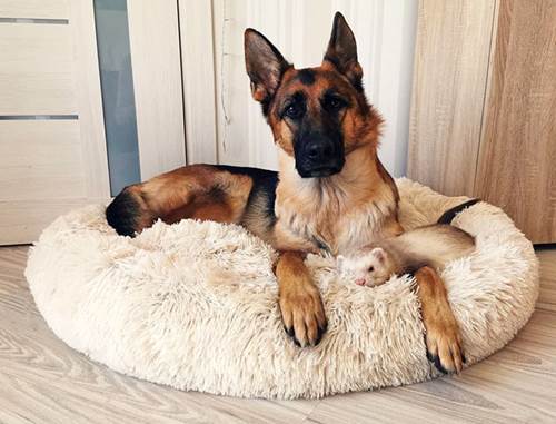 Dogilike.com :: ҧѹ! ͹ͧ÷͹ ѡ˹
