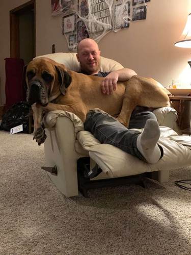 Dogilike.com :: ʹǶ! Իٺҡ 觵شẺ