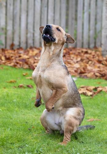 Dogilike.com :: ! ٺǹ١Ѵ ѹ
