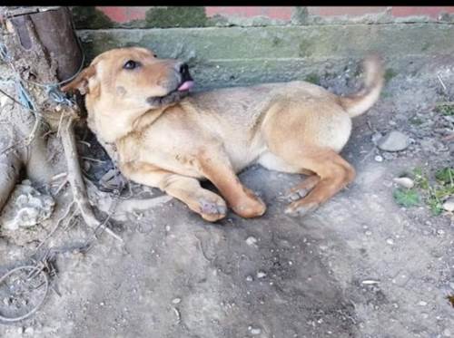 Dogilike.com :: ! ٺǹ١Ѵ ѹ