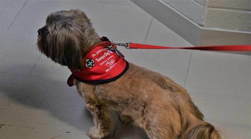 Dogilike.com :: ѧعѢӺѴҪŴ´˹ҷǨ!