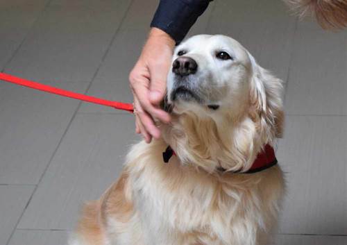 Dogilike.com :: ѧعѢӺѴҪŴ´˹ҷǨ!