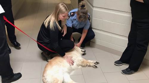 Dogilike.com :: ѧعѢӺѴҪŴ´˹ҷǨ!
