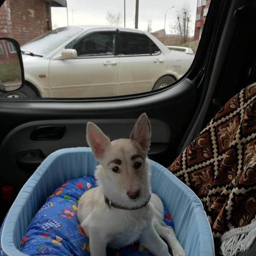 Dogilike.com :: ǹ! 繴ٹͧҤǻѧҵ 繡ŧѡ