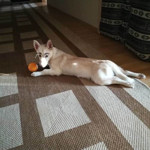 Dogilike.com :: ǹ! 繴ٹͧҤǻѧҵ 繡ŧѡ