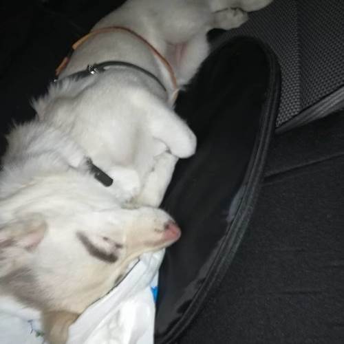 Dogilike.com :: ǹ! 繴ٹͧҤǻѧҵ 繡ŧѡ