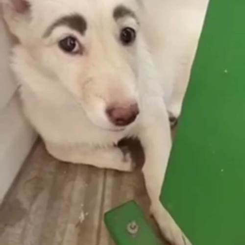 Dogilike.com :: ǹ! 繴ٹͧҤǻѧҵ 繡ŧѡ