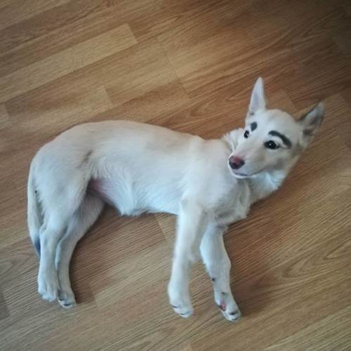 Dogilike.com :: ǹ! 繴ٹͧҤǻѧҵ 繡ŧѡ