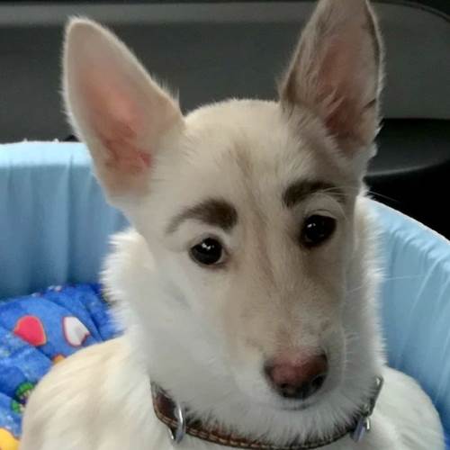 Dogilike.com :: ǹ! 繴ٹͧҤǻѧҵ 繡ŧѡ