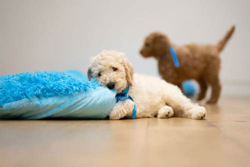 Dogilike.com :: ѧ١ҪŴ´ѡ֡ л֡ͧԹ!