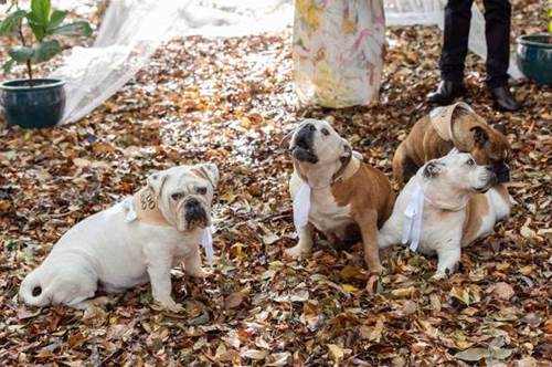 Dogilike.com :: ӷ駧ҹ! ٺشѡ觫չҹ ¡ҩç 