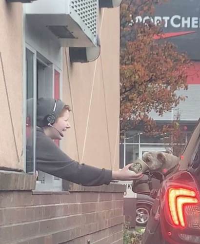 Dogilike.com :: ǢѺö仫͡ 繤ѹ˹Ҩʹҹ˵ع!