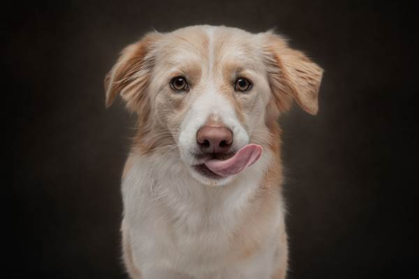 Dogilike.com :: ҧҾᴹԧҾѡ Dogs are the Best People